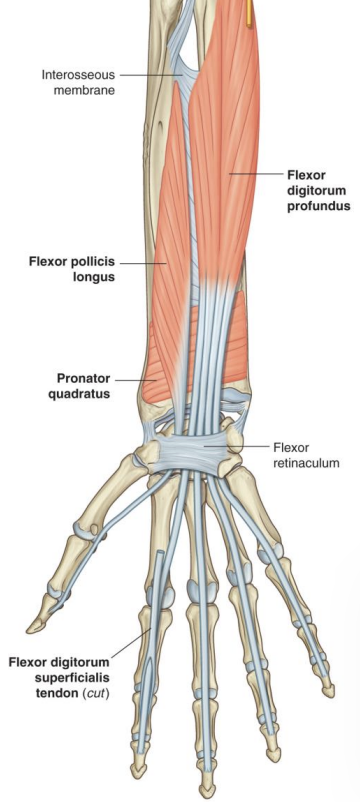 <p><strong>Anterior forearm (Deep)-</strong> Flexor pollicis longus</p>
