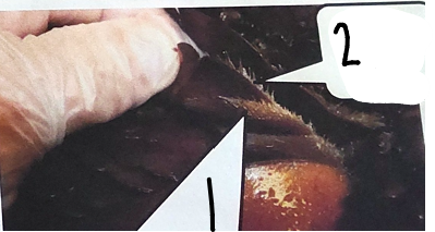 <p>point 2 on this horseshoe crab </p>