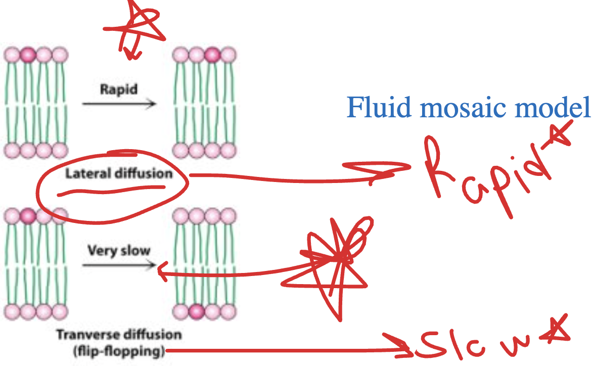 <p>*he remembers this on exam</p>