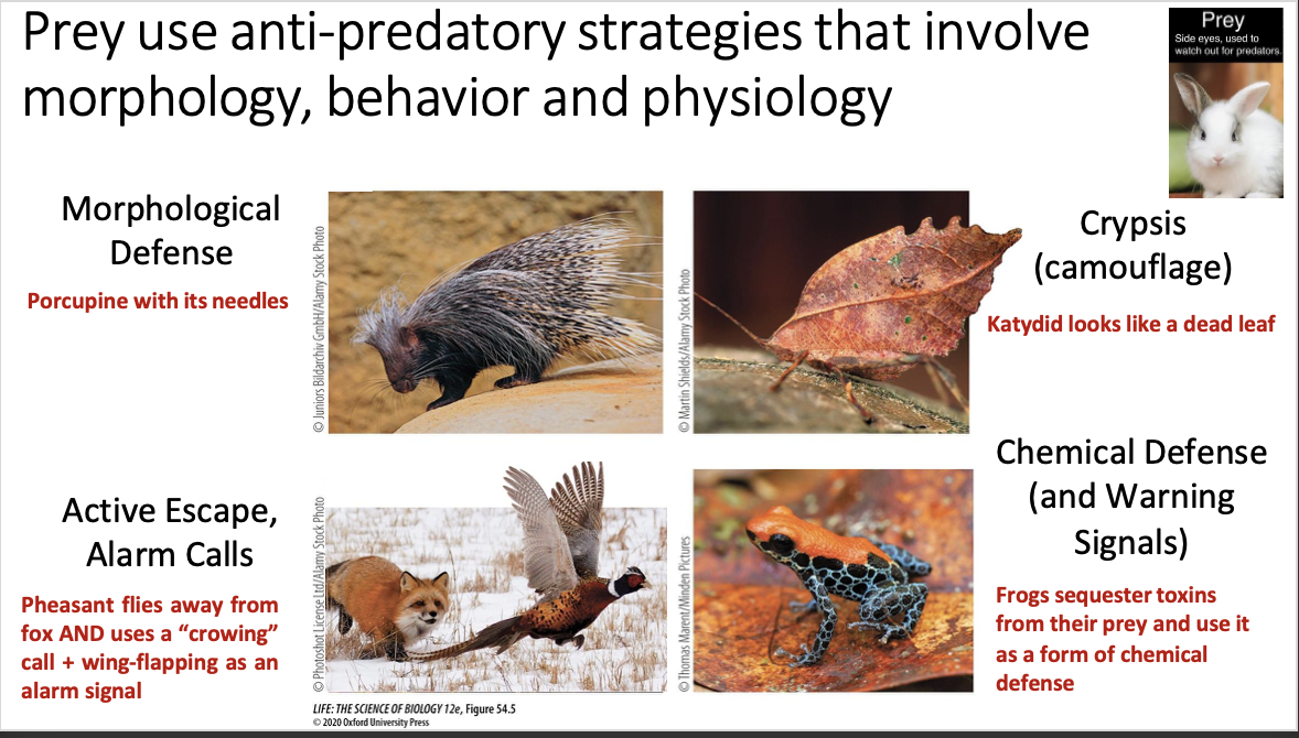 <ul><li><p>Involve things like morphology, behavior, and physiology</p><ul><li><p><strong><u>Morphological Defense: </u></strong>A porcupine’s needles can make a predator think twice about attacking</p></li><li><p><strong>Active Escape, Alarm Calls</strong>: Pheasant flying away from a fox and using a ‘crowing’ call and flapping their wings to signal others</p></li><li><p><strong>Crypsis (Camouflage):</strong> a katydid appearing as a dead leaf in order to  avoid being spotted by a predator</p></li><li><p><strong>Chemical Defense (and Warning Signals):</strong> frogs isolate toxins from their prey and use that to their advantage - the bright color serves as a chemical defense that can discourage a predator’s attack</p></li></ul></li></ul><p></p>