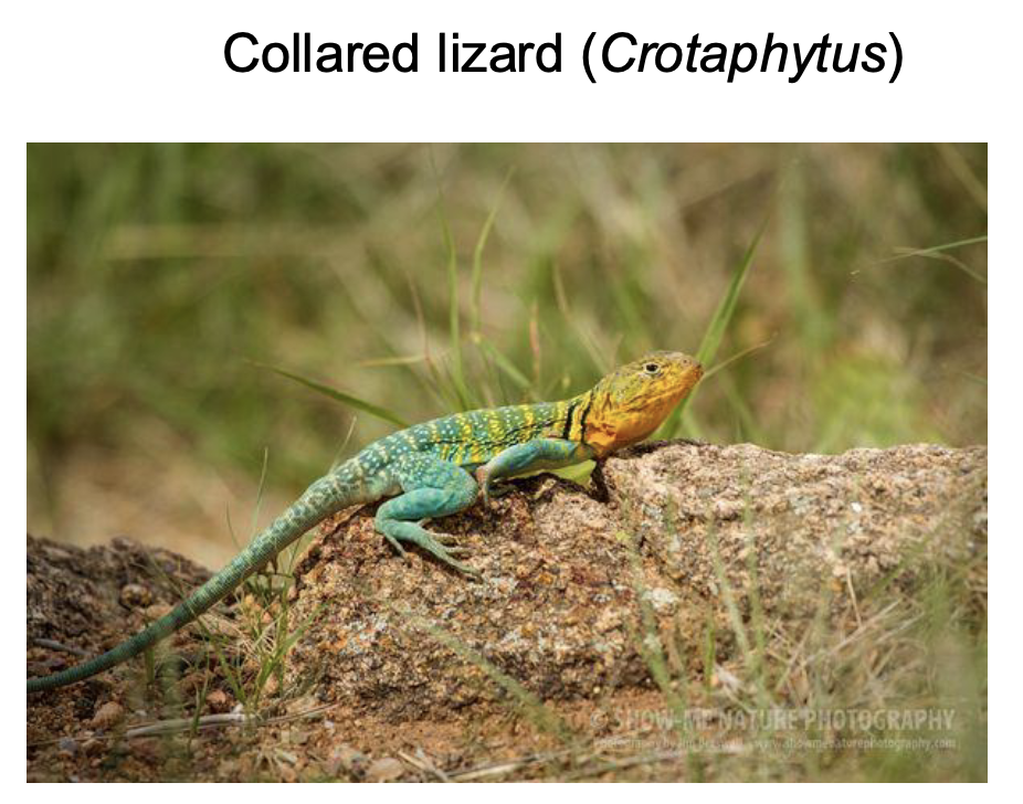 <p>member of Iguania </p><p>2 gen, 12 sp</p><p>North America</p><p>desert lizards</p><p>often run on hind legs</p><p>eat other lizards</p><p>includes Collared Lizard and Leopard Lizard</p>