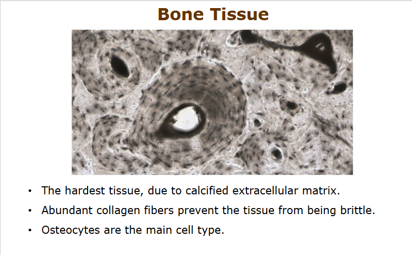 <p>calcified extracellular matrix makes it hardest</p><p>collagen fibers present to prevent brittleness</p><p>osteocytes</p><p></p>