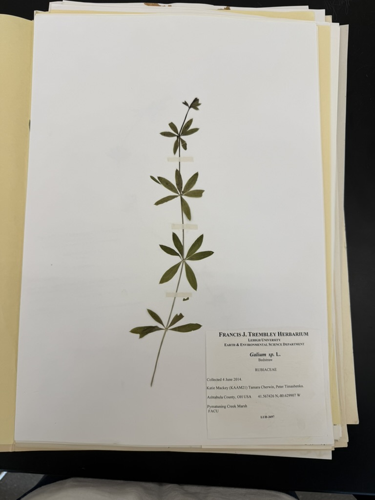 <p>Bedstraw</p>