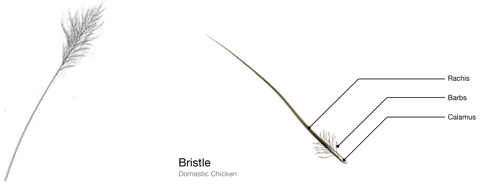<ul><li><p>bristles</p><ul><li><p>long, hair-like sensory feathers near the mouth</p></li></ul></li><li><p>filoplume</p><ul><li><p>long, sensory feather of body; detect position of other feathers</p></li></ul></li></ul><p></p>