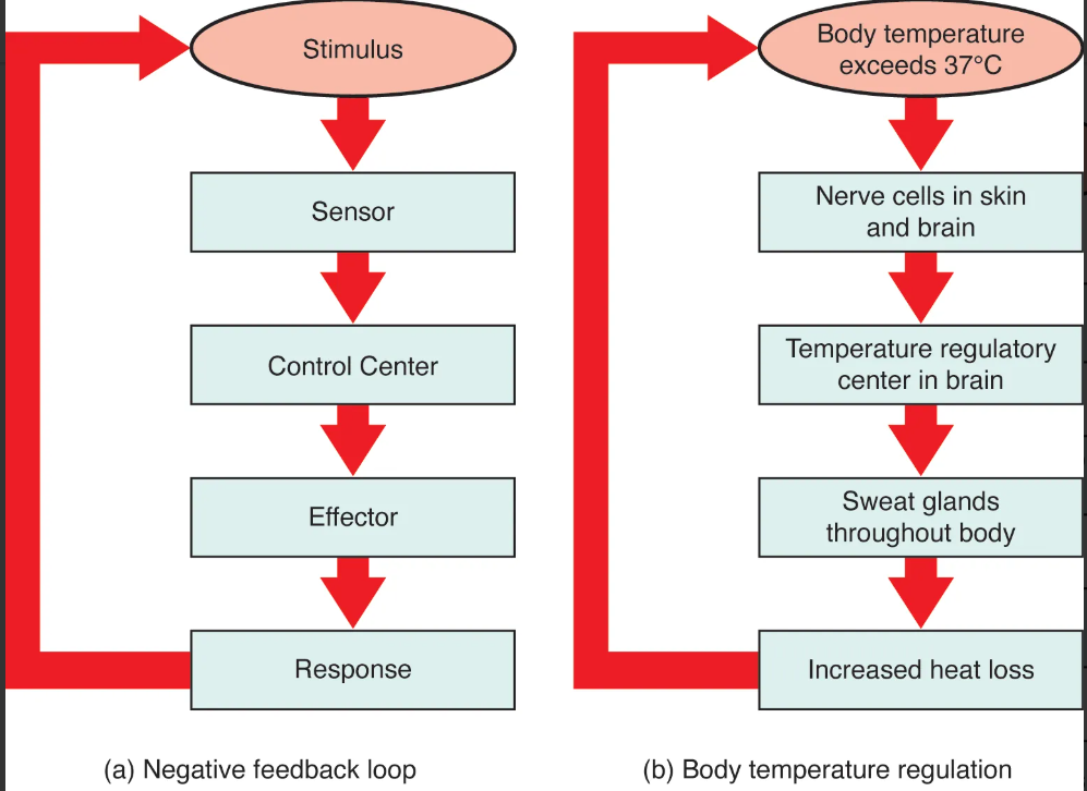 <p>What is a sensor (or a receptor)?</p>