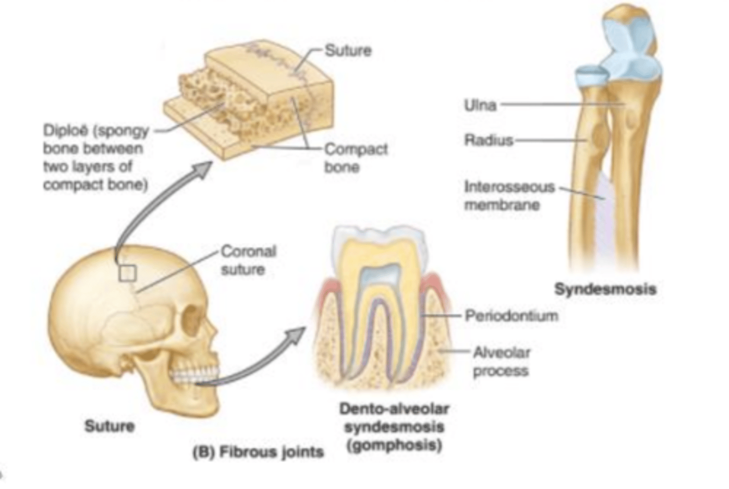 <p>connect bones without allowing any movement (like sutures).</p>