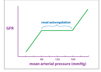 <ul><li><p>(e.g. heavy excersie, hemorrhage - losing fluids) there is more vasoconstriction of the afferent arteriole (than efferent) which causes ⇓ GFR to ( which helps the body conserve fluid and redirect blood to critical organs)</p></li></ul><p></p>