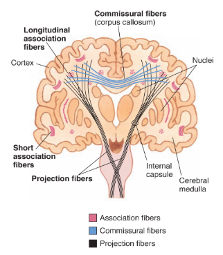 <p>association, commissural and projection fibres </p>
