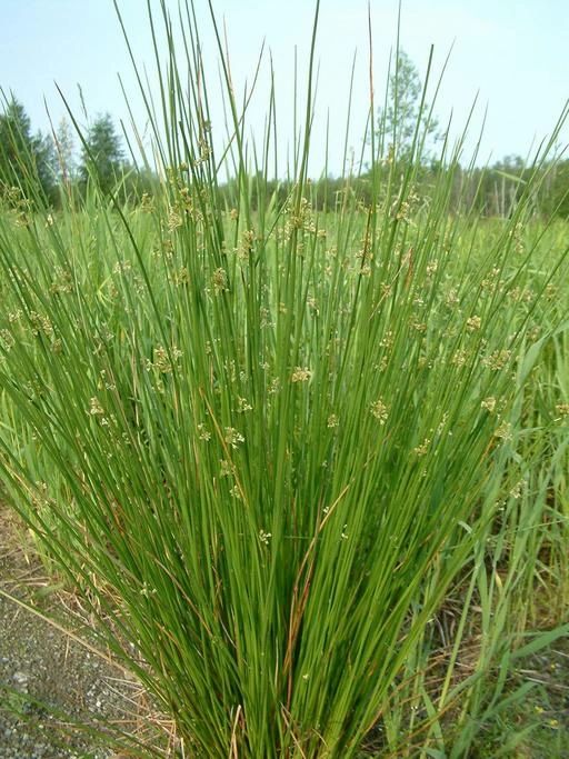<p>A tight, round, tuft of bright green, pin, straight rods, radiating outward from a single point any Whitfield or ditch.</p>