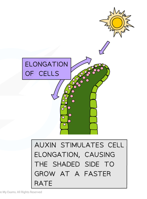 <p>Explain how the distribution of auxin affects the growth of the shoot in this diagram </p>