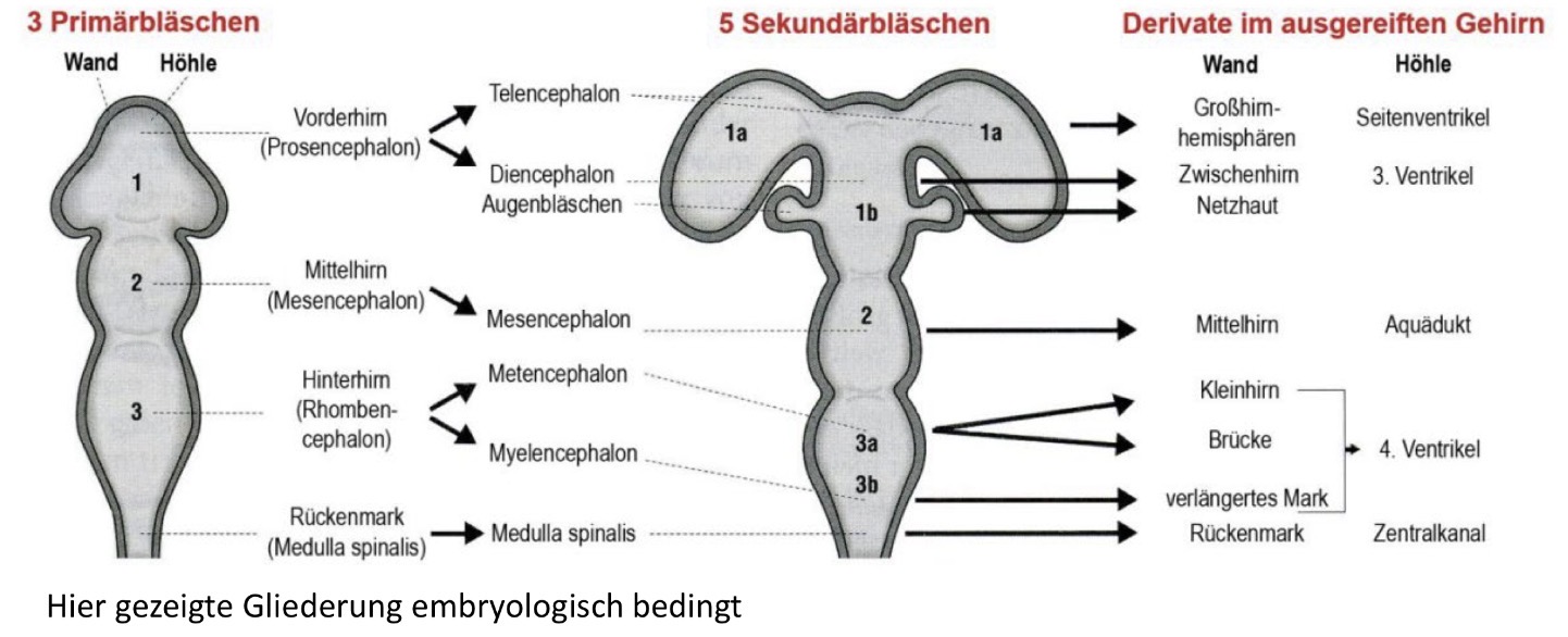 <p>Das ZNS ist zunächst ein Flüssigkeits-gefülltes Rohr (Neuralrohr)</p><p>Hier bilden sich 3 Verdickungen (Hirnbläschen) am anterioren Ende</p><ul><li><p>Proencephalon = Vorderhirn => entstehen das Telenchephalon und diencephalon</p></li><li><p>Mesencephalon = Mittelhirn</p></li><li><p>Rhombencephalon = Rautenhirn => Entstehen Metencephalon (pons & Cerebellum) Und Myencephalon (=Medulla Oblongata/ verlängertes Rückenmark)</p></li></ul><p></p>