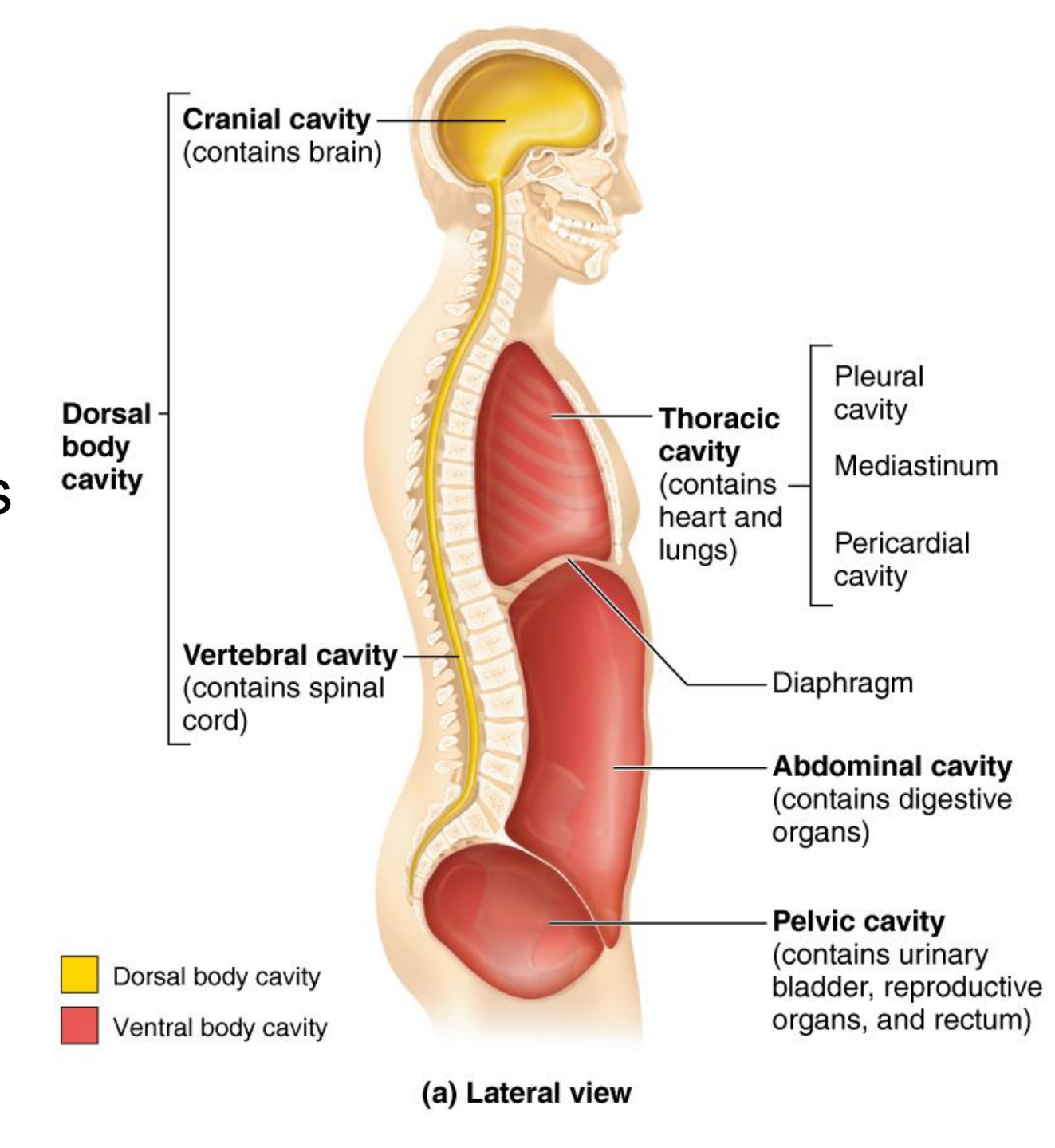 <p>Dorsal body cavity</p>