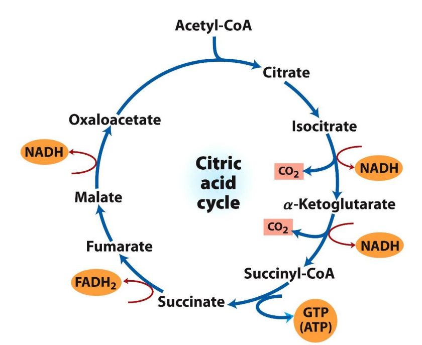 <p>Where does the Citric Acid Cycle (CAC) take place?</p>