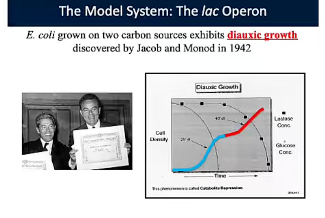 <p><span style="background-color: transparent;"><strong>(Jacob and Monod)</strong></span></p>