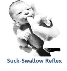 <p>becomes voluntary at 4 months</p>