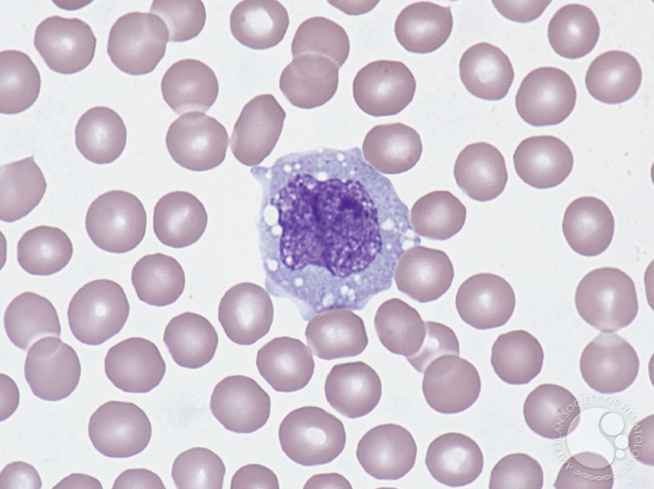 <p>What cell is this?</p>