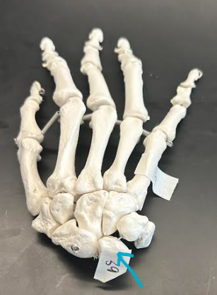 <p>ID hand region</p>