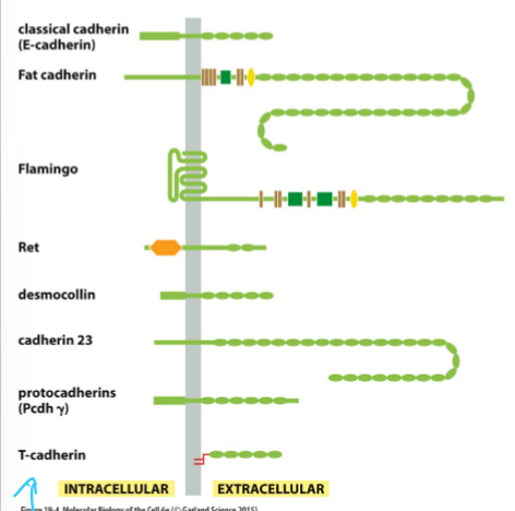 <ul><li><p>The transmembrane link in cell-cell contacts</p></li><li><p>Diverse family</p></li><li><p>Found in almost all cell types</p></li><li><p>Resist external forces to prevent cells from being pulled apart</p></li></ul><p></p>
