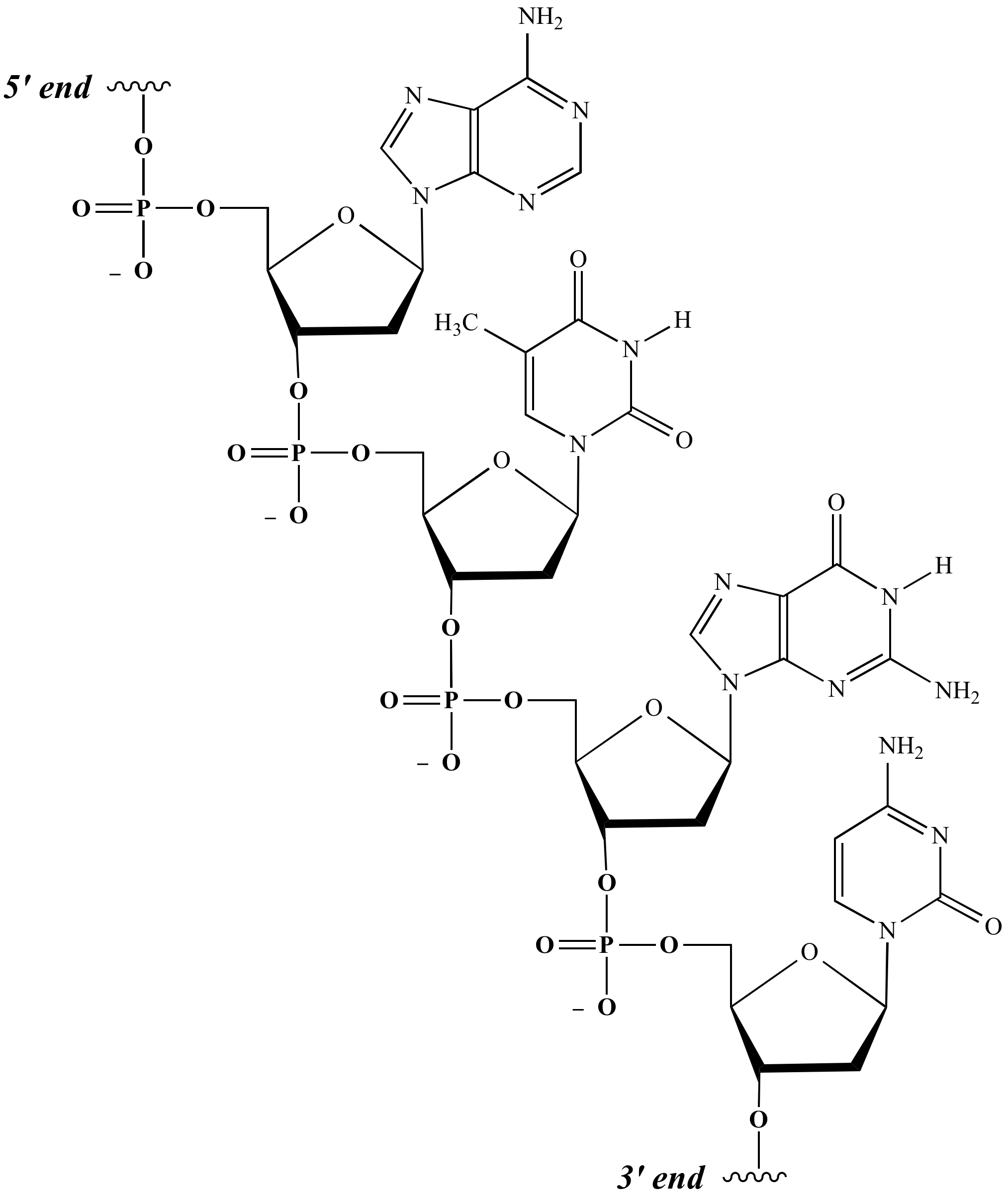 <ul><li><p>lacking a 2’C OH group </p></li><li><p>bases:</p><ul><li><p>adenine </p></li><li><p>guanine </p></li><li><p>thymine </p></li><li><p>cytosine </p></li></ul></li></ul><p></p>