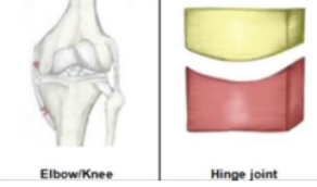 <p>Elbow/Knee</p>