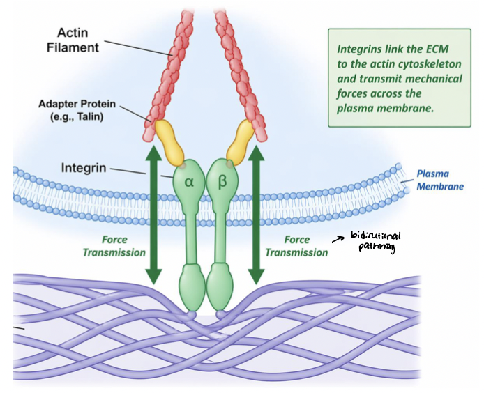 <p>integrins link the ECM to the actin cytoskeleton and transmit mechanical forces across the plasma membrane </p><ul><li><p>contractile forces generated by actomyosin are transmitted to adhesion sites </p></li><li><p>ECM resists these forces, generating <strong><em><u>tension</u></em></strong> </p><ul><li><p>magnitude of tension depends on ECM mechanical properties </p></li></ul></li><li><p>establishes physical pathway for <strong><em><u>bidirectional signaling</u></em></strong> between cell and its environment </p></li></ul><p></p>