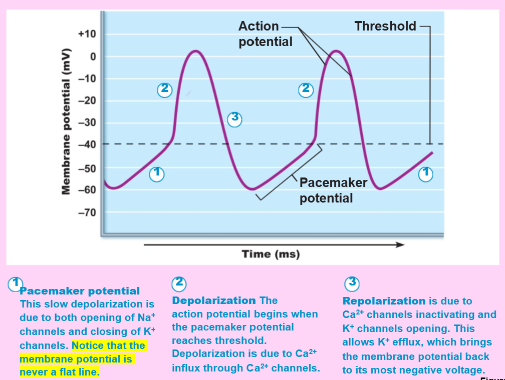 <p>a network of noncontractile, <strong>autorhythmic </strong>cells that initiate and distribute impulses to coordinate the depolarization and contraction of the heart (<strong><em><u>without needing external nerve signals)</u></em></strong></p>