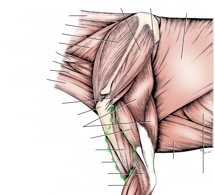 <ul><li><p>biceps</p></li><li><p>brachialis</p></li></ul><p></p>
