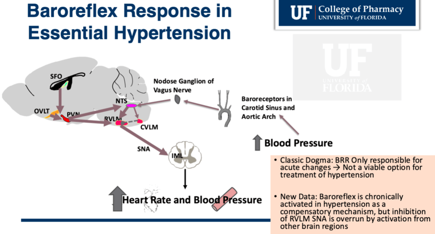 <p>• Baroreceptors reset at higher blood pressure</p><p>• Baroreceptors lose sensitivity</p><p>• Stress components from the Cortex overwhelm the Baroreflex signal in the Medulla at the RVLM (rostral ventrolateral medulla) so the SNA is stimulated (sympathetic nerve activity is controlled by RVLM) </p><p>- Usually baroceptors inhibit RVLM</p><p>- But the SFO (another part of the brain called the subfornical organ) activates RVLM when the body is stressed out and will overwhelm the baroreceptor inhibition of the RVLM </p>