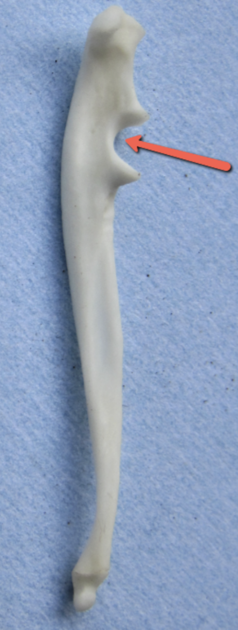 <p><span><strong>Identify the bone marking indicated by the pointer.</strong></span></p>