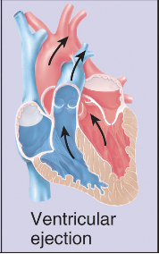 <p>Ventricular ejection -Ventricular pressure gets ↑ enough to force aortic valve open, blood gets pumped out into aorta and pulmonary artery (Pumping phase)</p>