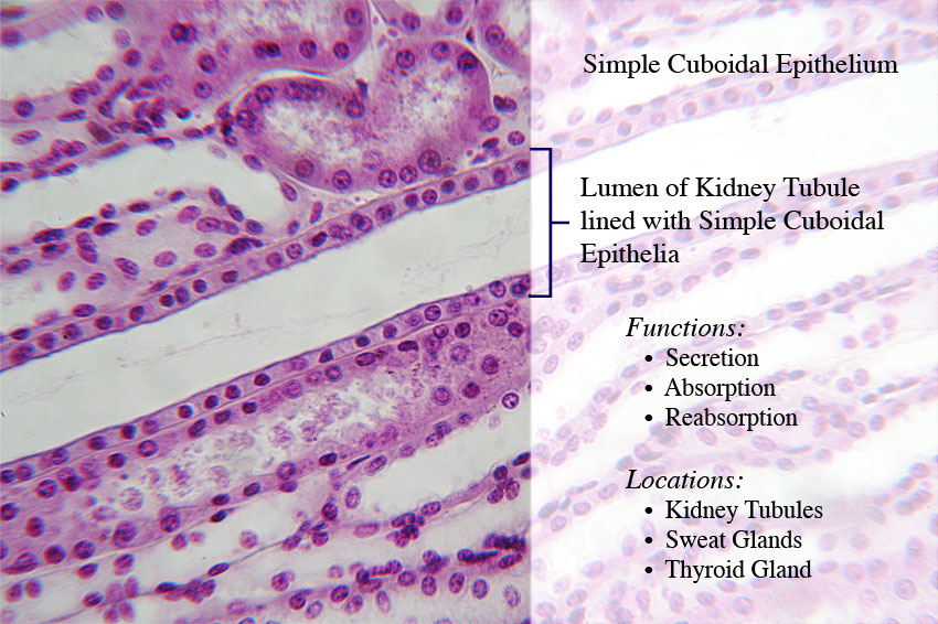<p>In areas of body where <strong><em>secretion</em></strong> and <strong><em>absorption</em></strong> take place e,g Kidney</p><p>Single layer, cube shaped, round, dark nuclei aligned in a row</p>