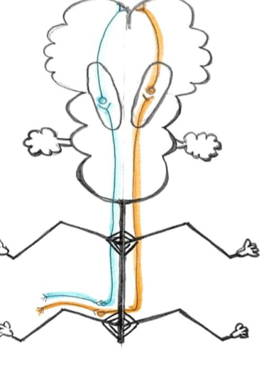 <p>What somatic sense pathway is this and what senses use this pathway?</p>