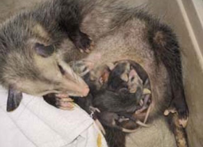 <p>This is the reproductive system of class Mammalia, specifically group _______. Opossums are oviparous <strong>OR</strong> viviparous.</p>