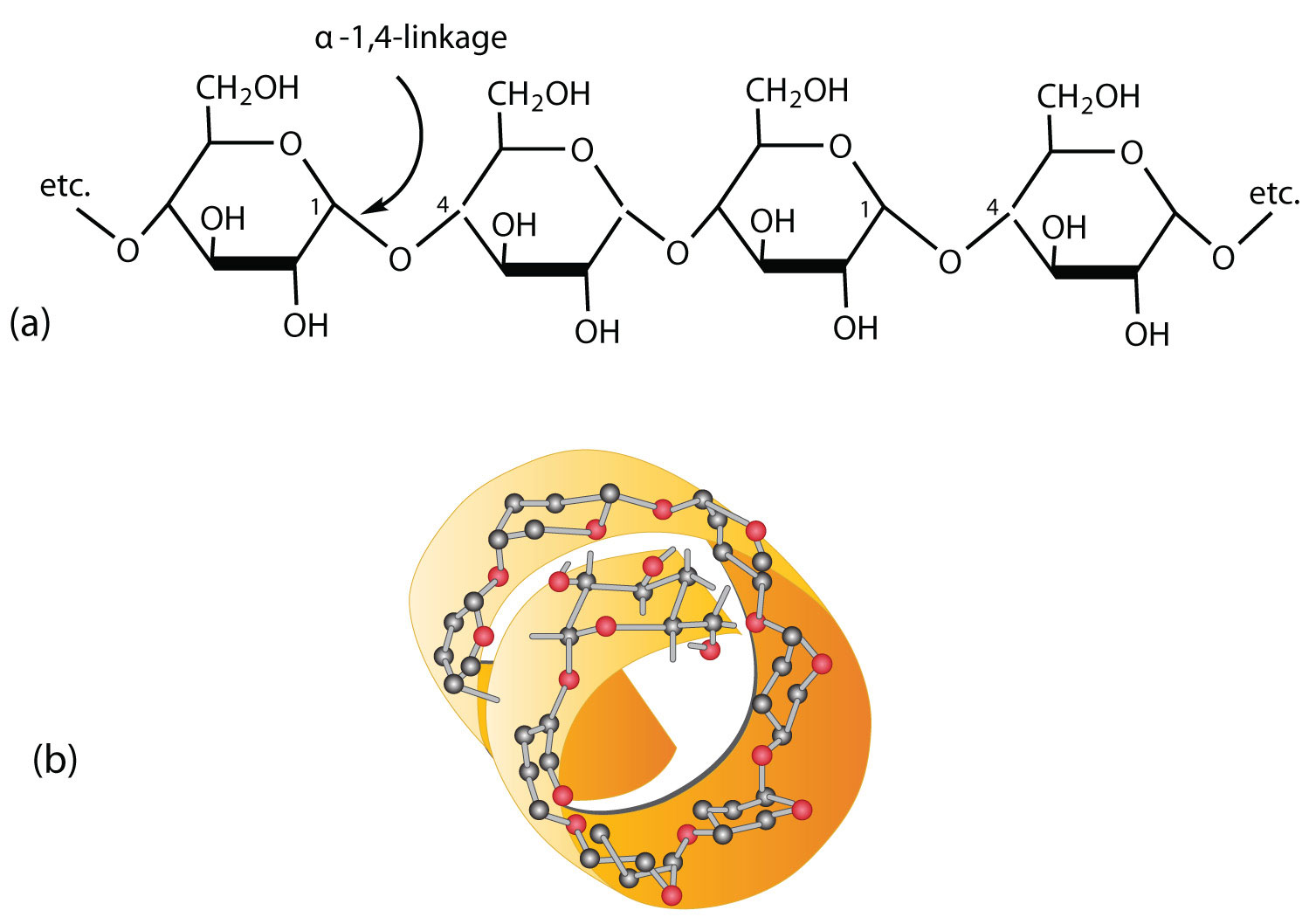 <p>A polysaccharide of glucose monomers that forms a coiled chain.</p>