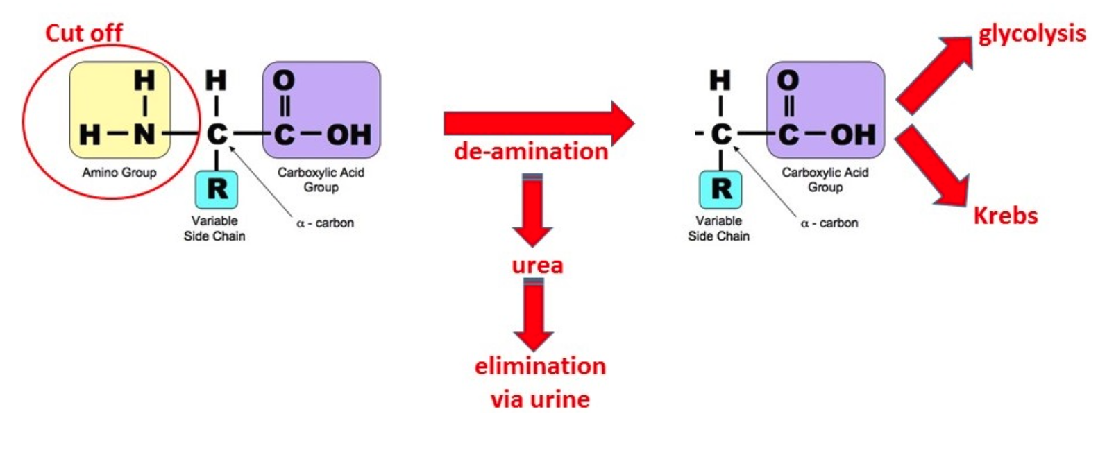 <ul><li><p>amino group is cut off </p></li><li><p>the nitrogen is turned into urea by liver and then sent to kidney </p></li><li><p>the former nitrogen amino group is excreted in urine </p></li><li><p>remaining carbon will go to glycolysis or krebs </p></li></ul><p></p>