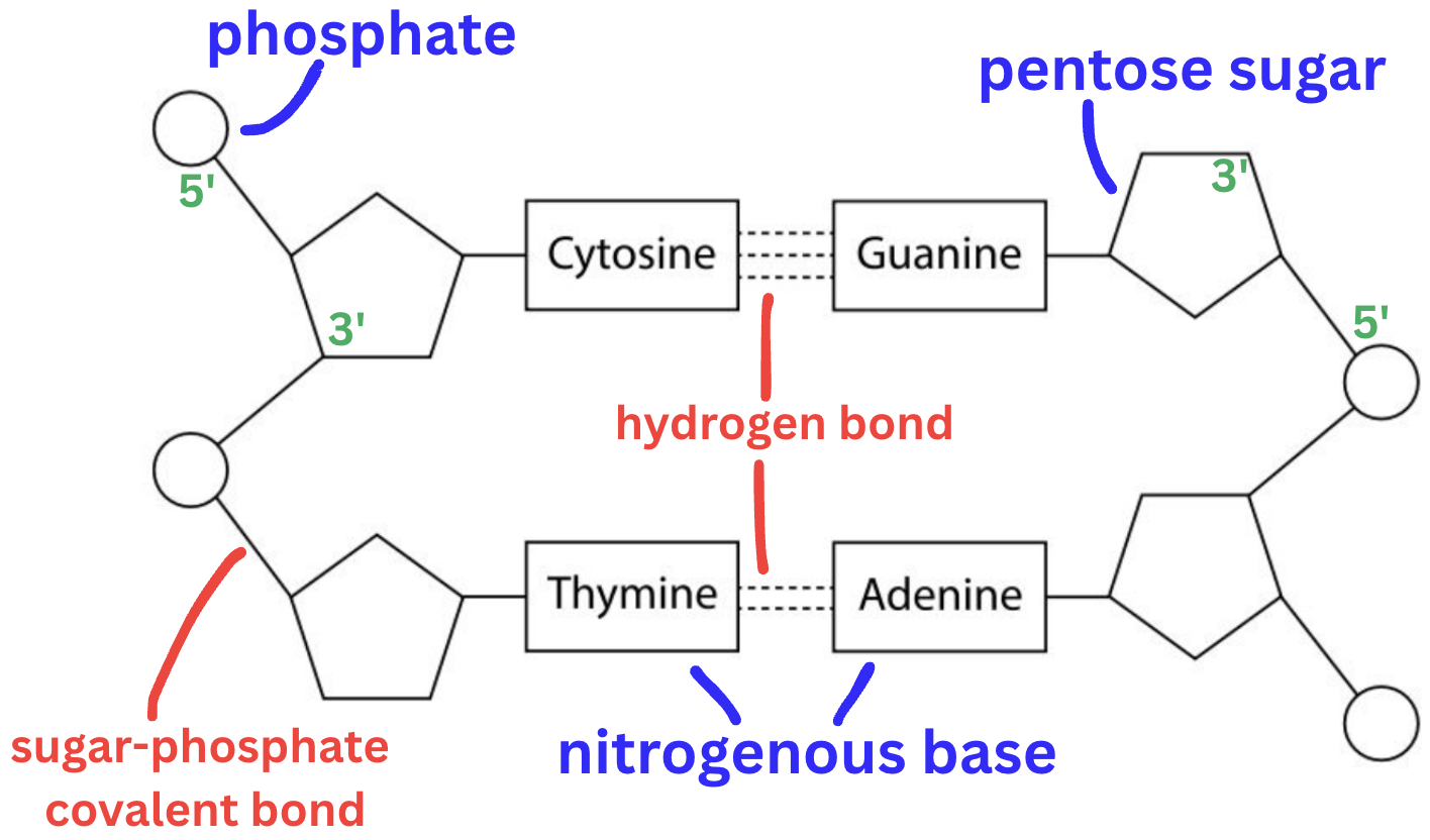 <ol><li><p>Phosphate [PO<sub>4</sub>]<sup>3-</sup></p></li><li><p>Pentose deoxyribose sugar</p></li><li><p>Nitrogenous base</p></li></ol><p></p><p>Sugar-phophate backbone with a covalant bond</p><p>bases bonded in weak hydrogen bonds</p><p></p>