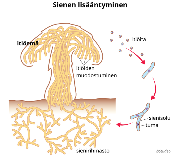 <p>Sienten lisääntyminen</p>