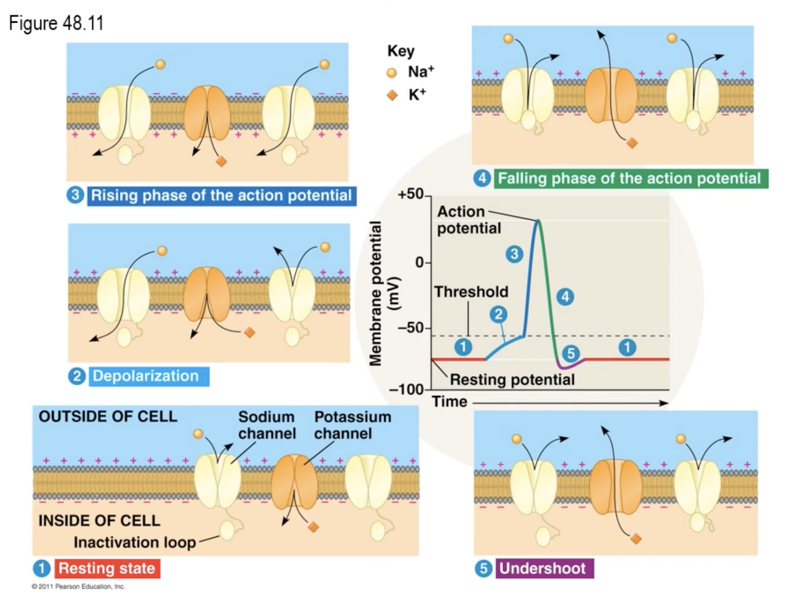 <p>resting potential→depolarization→rising phase of action potential→falling phase of action potential→hyperpolarization</p><p>(undershoot)→back to resting potential</p>