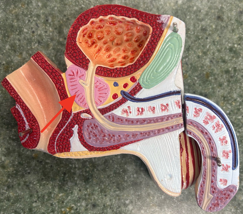 <p>chestnut-sized gland located inferior to the urinary bladder, covers the upper part of the urethra and the secretions combines with the sperm</p>