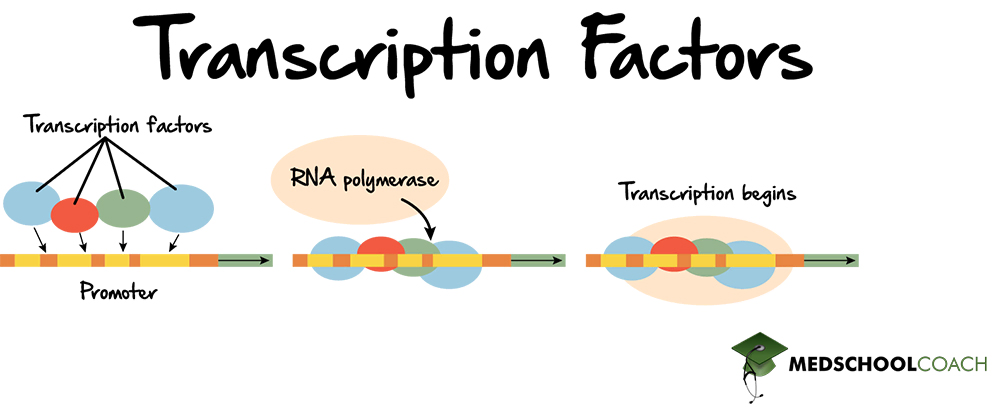 <p>transacting factors are typically DNA binding proteins which are usually known as </p>