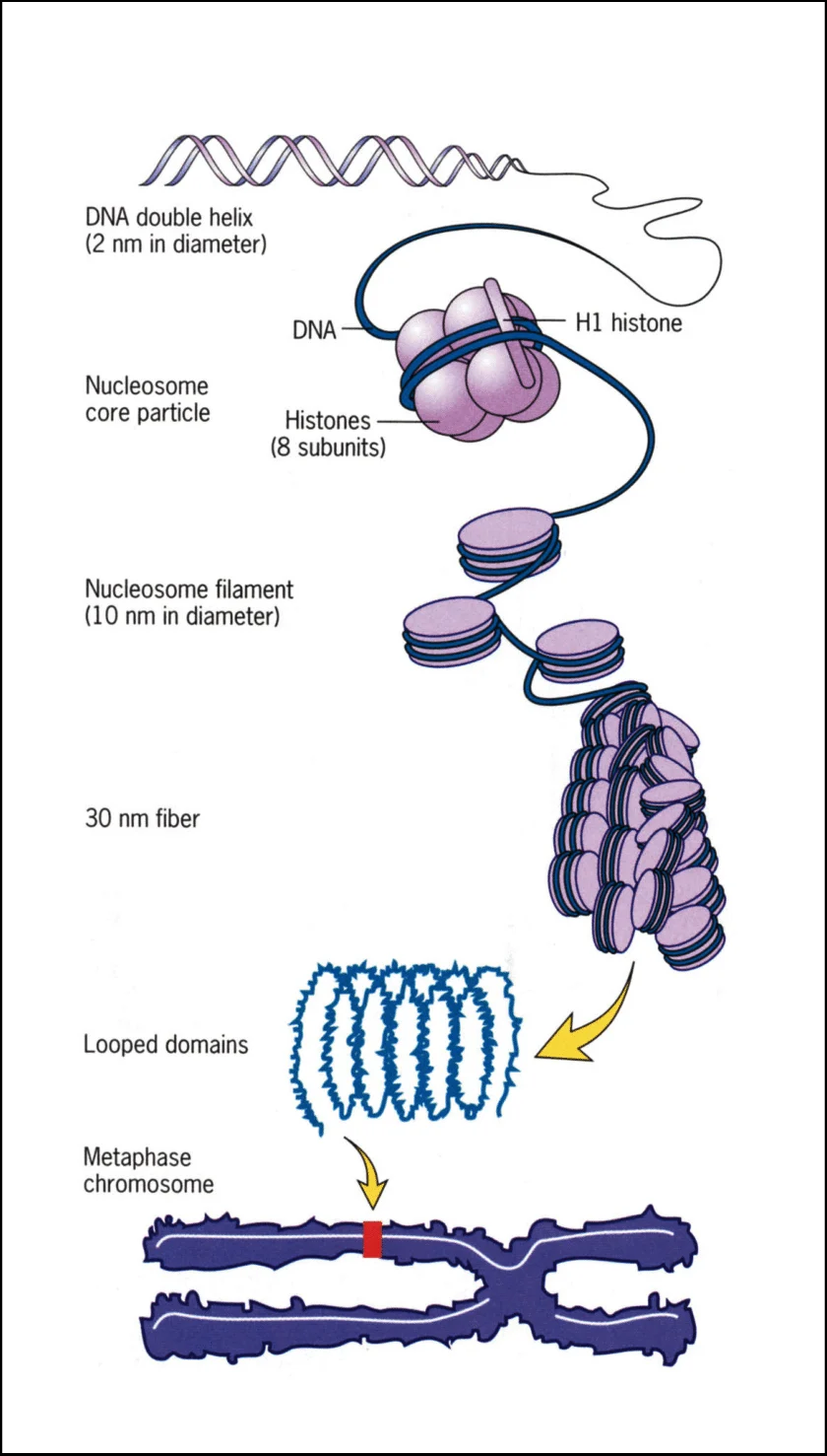 <p>Double helix → nucleosome/chromatin → 30 nm fibre → looped domains → metaphase chromosome</p>
