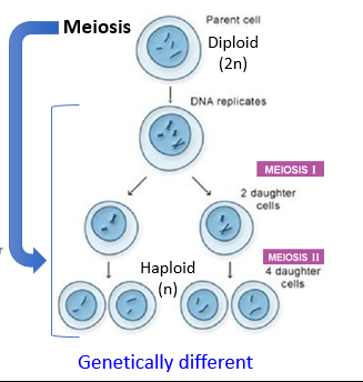 <p>Cell division of germ cells (sex cells)</p><ul><li><p>Produces 4 genetically different haploid daughter cells </p></li><li><p>For purposes of reproduction (including recombination)</p></li></ul><p></p>