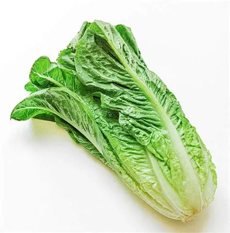 <p>Romaine Lettuce</p>
