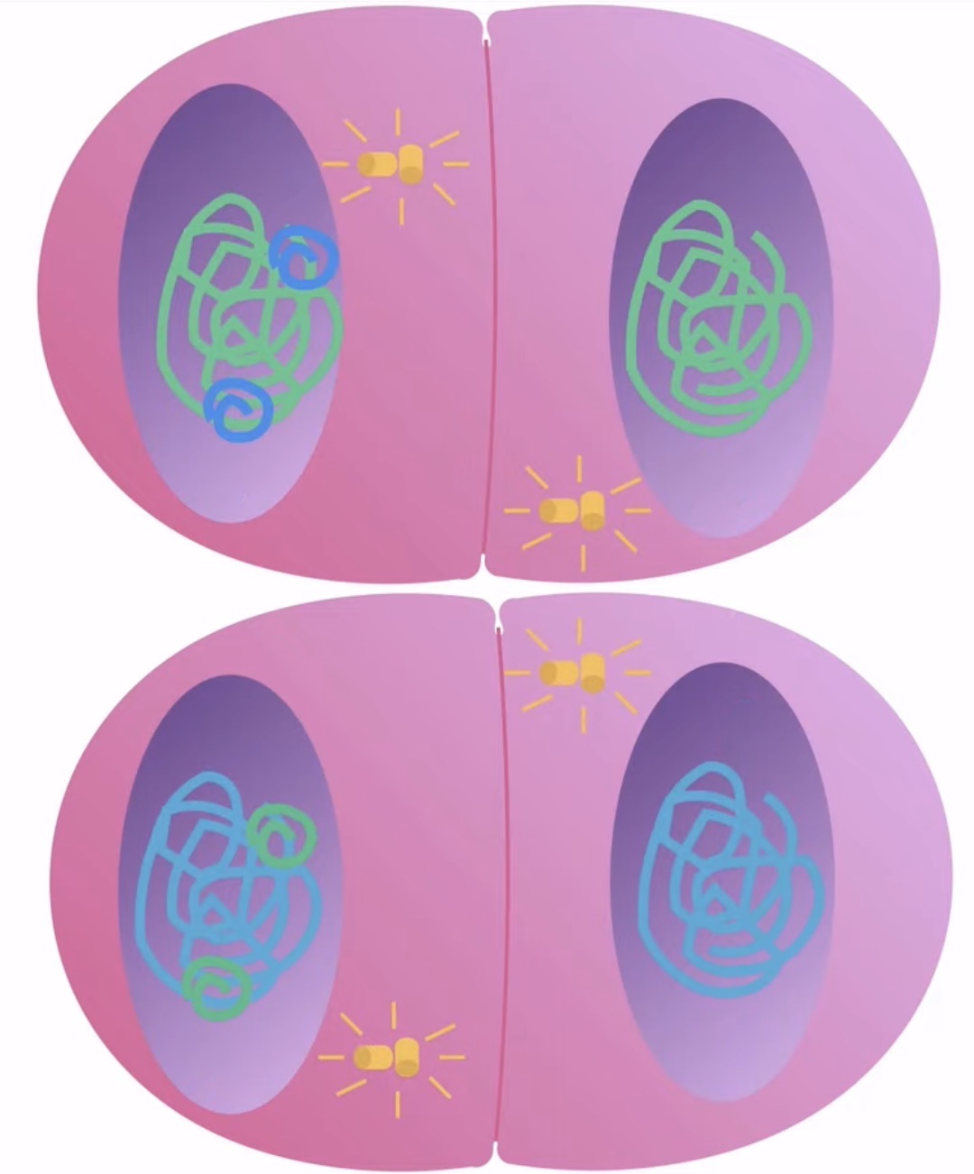 <p>What happens in telophase 2? (Meiosis)</p>