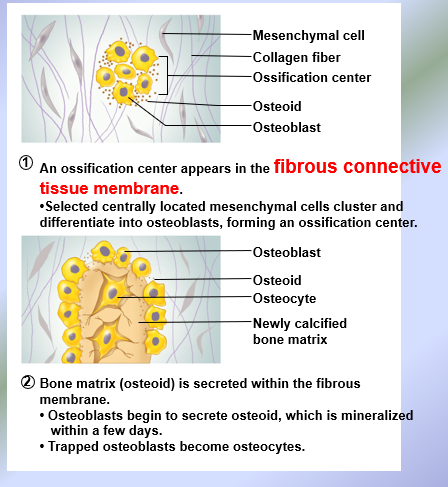 <p>Intermembranous Ossification</p>