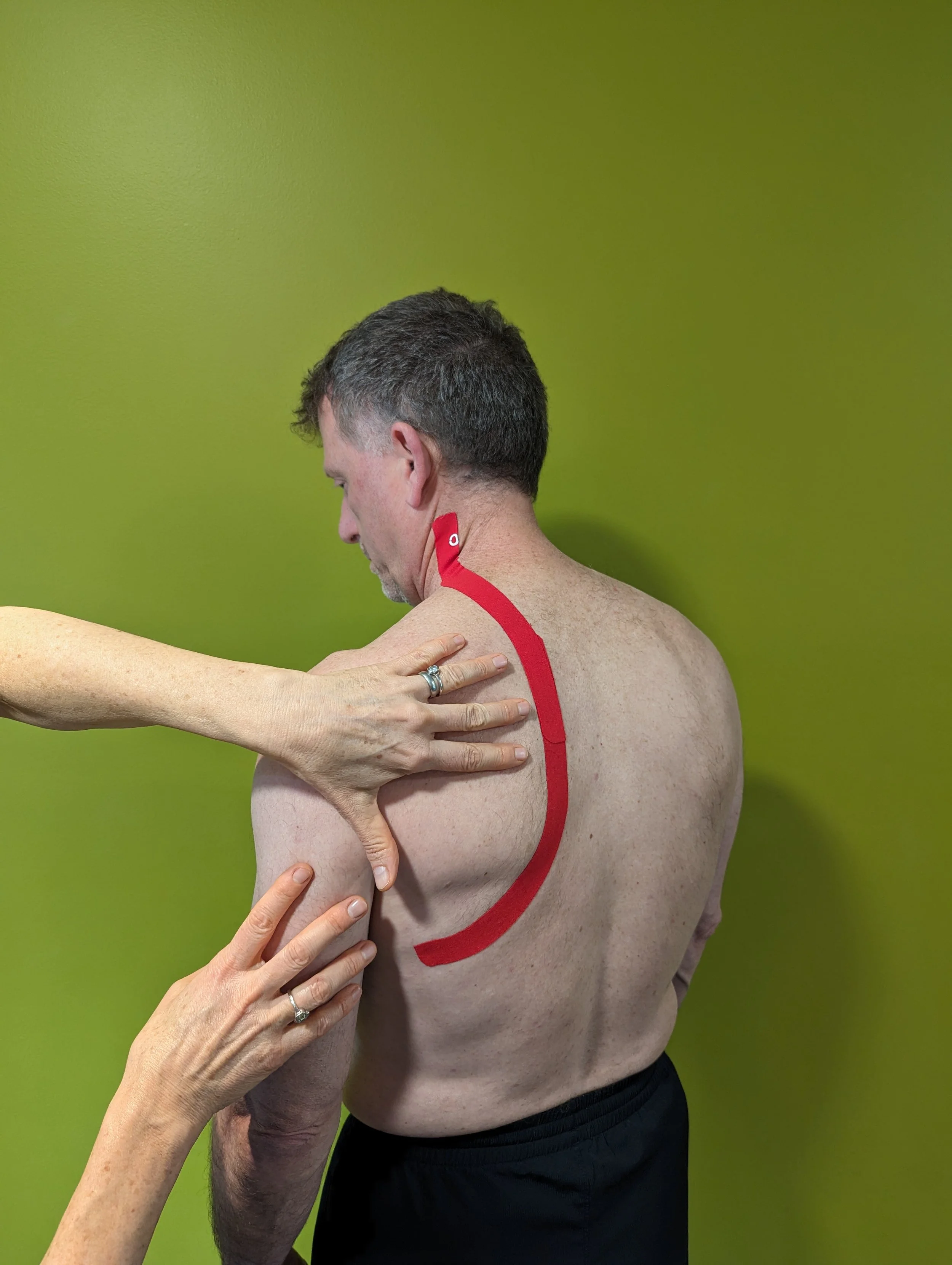 <p>Nerve that provides innervation to the levator scapulae, rhomboideus major, and rhomboideus minor muscles.</p>