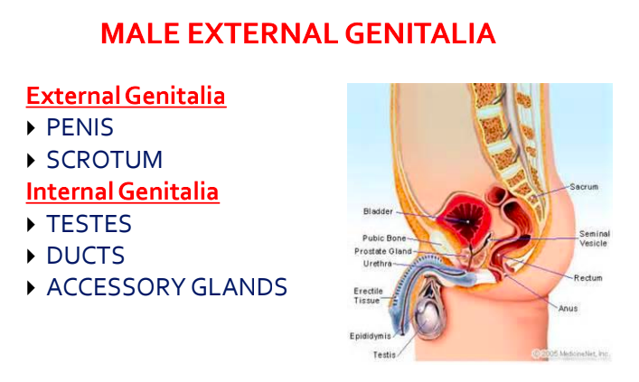 <p>testes: manufacture male germ cells aka sperm</p><p>testosterone: enhances production of RBC <span>→ higher hemoglobin</span>. promotes growth of long bones. increases basal metabolic rate.</p><p>epididymis: stores &amp; carries sperm to penis. stores sperm for 2-10 days. sperm matures <span>→ vas deferens. </span> </p>