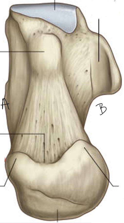 <p>Welk bot en vanuit welk perspectief?</p><p>Welke zijden stellen A en B voor?</p>