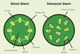 <p>Xylem and phloem distributed in vascular bundles with a region between the two of undifferentiated cells called the cambium (can divide into both). The phloem is on the outside, bc insects need their food from the phloem. </p><p>Epidermis is outside layer, cortex is the space between epidermis and phloem</p>