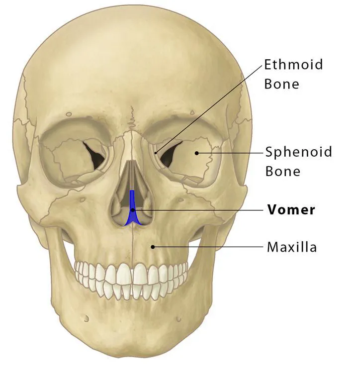 <p>inferior half of bony nasal septum</p>